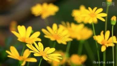 花园里有<strong>漂亮</strong>的黄色春花